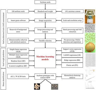 Image-based phenotyping of seed architectural traits and prediction of seed weight using machine learning models in soybean